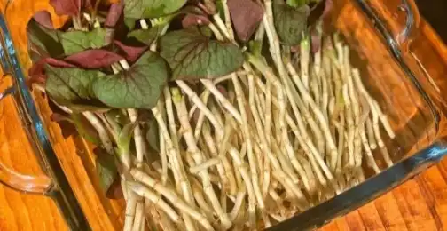 How do you take Houttuynia Cordata Extract?